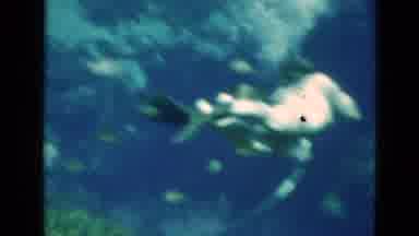 Florida USA (1952): Female Scuba Diver Underwater