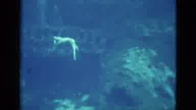 Florida USA (1952): Pair Of Swimmers Performing A Graceful Aquatic Routine