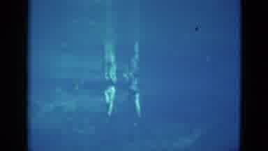 Florida USA (1952): Swimming In The Lake And Then Discovering The Produce After