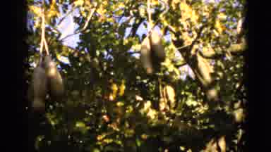 Florida USA (1952): Fruit Growing On Tree