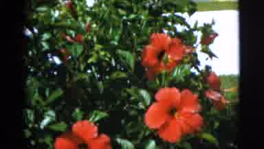 Quebec Canada (1952): The Flowers Have Bloomed On A Beautiful Spring Day With The