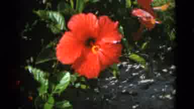 Quebec Canada (1952): Red Flower Blooming On A Bright Sunny Day And Woman Sitting
