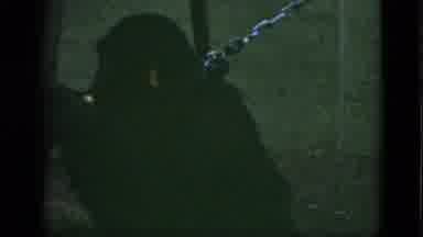 Quebec Canada (1952): Chimpanzee Chained Up And Being Fed