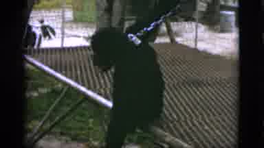 Quebec Canada (1952): Chained Chimpanzee Reaching Out To People On A Sunny Day
