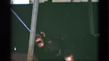Quebec Canada (1952): Monkey Struggling With A Leash While Outside Under A Bench