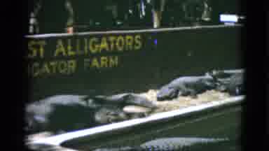 Quebec Canada (1952): Brown And Yellow Augustine Alligator Farm Sign On A Clear