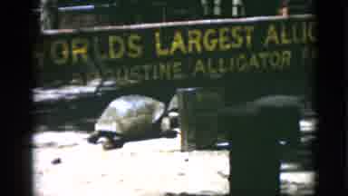 Quebec Canada (1952): Three Huge Tortoises Slowly Walking Around Their Enclosure