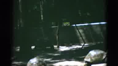 Quebec Canada (1952): Three Turtles Slowly Moving As They Walk Behind An Enclosure