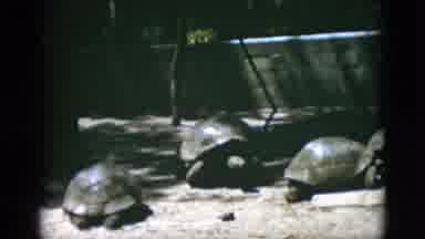 Quebec Canada (1952): Turtles Man Arm Crocodile