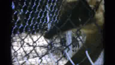 Quebec Canada (1952): Curious Beautiful Ostrich Walking Around Its Enclosure And