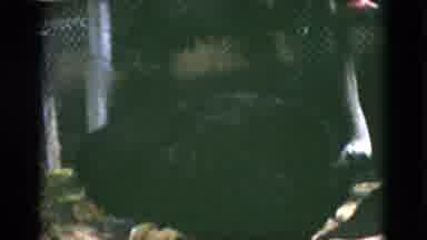 Quebec Canada (1952): Large Bird Ostrich Flightless Calmly Walking In Captivity
