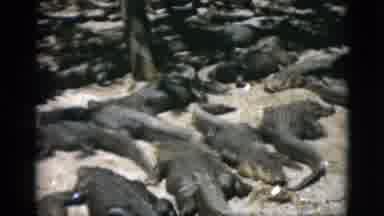 Quebec Canada (1952): The Dreadful Life Of Living On An Island With Crocs