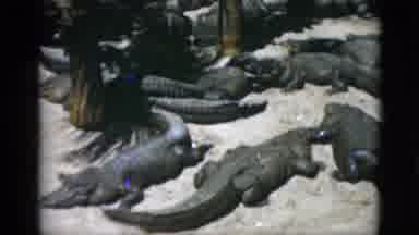 Quebec Canada (1952): Alligators In Sand