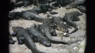 Quebec Canada (1952): Camera Looking Down At Alligators Sunning Themselves And