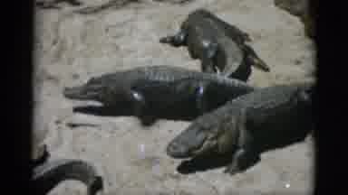 Quebec Canada (1952): Group Of Alligators Walking On Rocks On A Bright Sunny Day