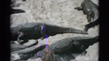 Quebec Canada (1952): Large Crocodiles In Sandy Pit