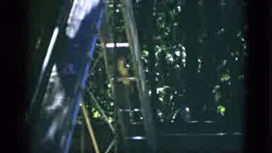 Quebec Canada (1952): Alligator Climbs Up Slide Ladder On A Bright Sunny Day