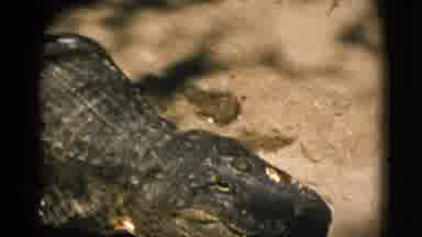Quebec Canada (1952): Large Alligator In A Enclosure Slowly Walking To Join The