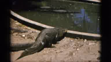 Quebec Canada (1952): Alligator Walks Into Shallow Pool On A Bright Sunny Day