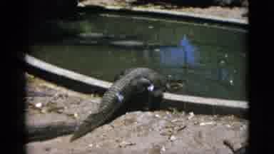 Quebec Canada (1952): Alligator Climbing Into Man Made Pond Feature At Animal Park