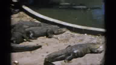 Quebec Canada-1952: A Group Of Large Crocodiles Sunning Themselves At The Zoo