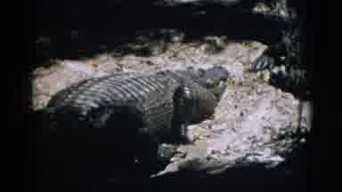 Quebec Canada (1952): Multiple Alligators At A Zoo Attention Focused On The
