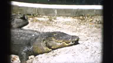 Quebec Canada (1952): Several Large Alligators Relaxing In The Sun Inside Of Their
