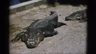 Quebec Canada (1952): There Is A Huge Crocodile In A Park That Looks Very Scary
