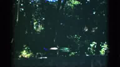 Quebec Canada (1952): Zoo Life Is On Display And That Includes A Pelican Posing