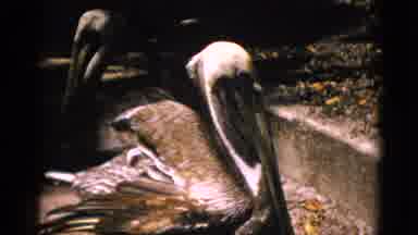 Quebec Canada (1952): Bird And The Fish