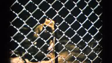Quebec Canada (1952): The Monkey Is Sitting In The Park And Doing Something In The