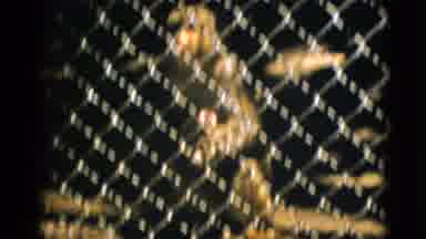 Quebec Canada (1952): Peacock Bird Free Roaming Zoo Grounds But The Monkey Are