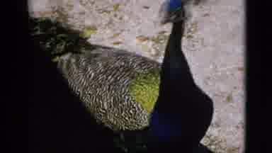 Quebec Canada (1952): It Is The Beautiful Bird In The World Peacock Does Walking