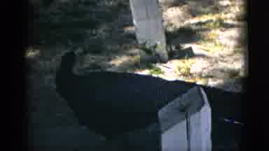 Quebec Canada (1952): Peacock Bird Walking And Wandering Around Outside And