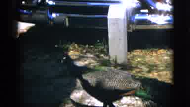 Quebec Canada (1952): Beautiful Adult Peacock Slowly Walking Around Pecking At The