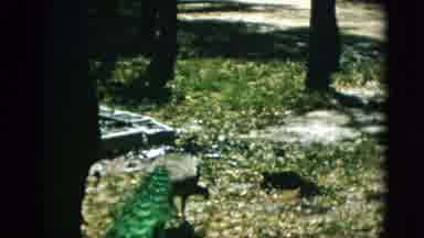 Quebec Canada (1952): Peacock Walking And Eating On A Bright Sunny Day