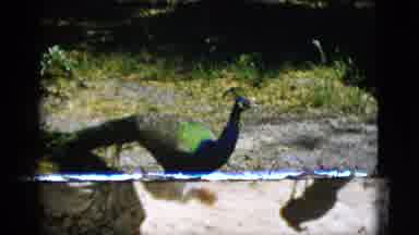 Quebec Canada (1952): Older Individual Feeding A Peacock The Roams Around At The