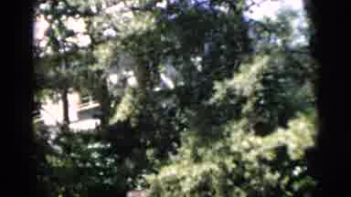 Washington DC USA (1952): Tree Leaves Sway In The Wind In Front Of A Large White