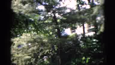 Washington DC USA (1952): Trees Blowing In The Wind Cat On A Driveway