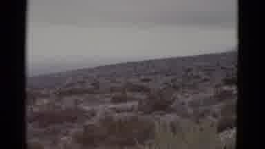 Texas USA (1952): The Desert Does Not Always Have Cactus Among The Trees