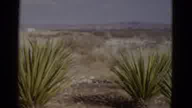 Utah USA (1952): Desert Yellow Sign With Green Spiky Foliage Growing Close By
