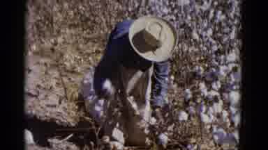 BAJA CALIFORNIA MEXICO-1952: Farmer Harvesting Cotton Bushels By Hand In Hot