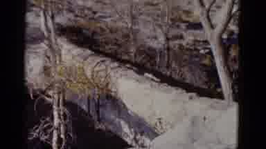 Arizona USA (1952): Long Tree That Fell In The Forest Then View Of Head Stone In A