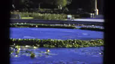 California USA (1952): A Scene Of Water And The Wind Moving Lilly Pads