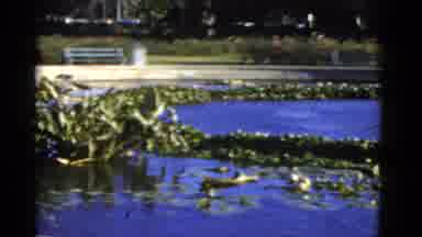 California USA (1952): Slow Pan Across A Pool Filled With Water And Foliage To A