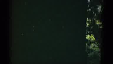 San Francisco California (1952): Taking Pictures Of Trees In The Dark For