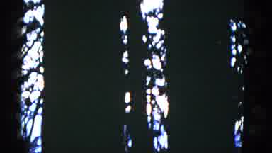 San Francisco California (1952): Dark Nature Footage Of Tree Branches And Leaves