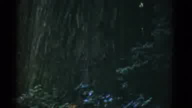 San Francisco California (1952): A Person In The Woods Watching A Big Tree Trunk