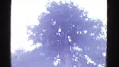 San Francisco California (1952): One Of The Massive Redwood Trees From Northern