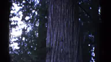 San Francisco California (1952): Long Tree Shown In Forest At Some Hill Station